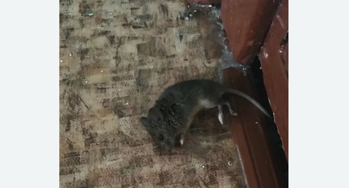 Дезинфекция от мышей в Измайлово города Москвы