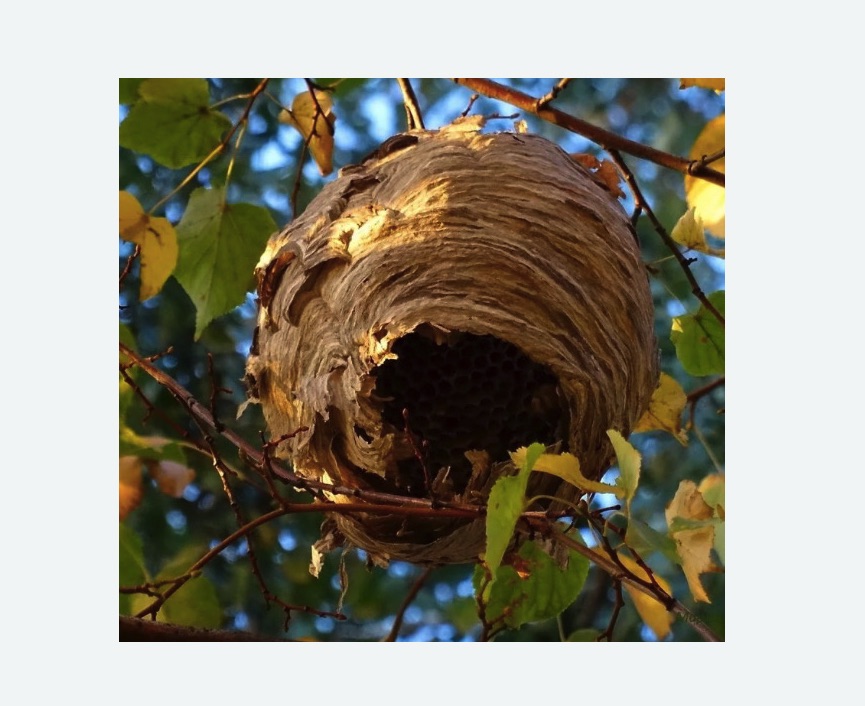 Обработка от шершней в Измайлово города Москвы