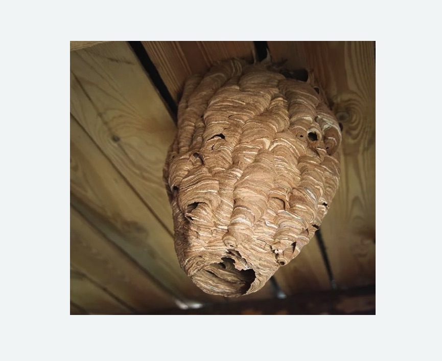 обработка от шершней в Измайлово города Москвы