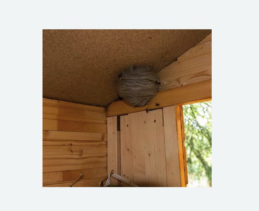 Обработка от ос в Измайлово города Москвы Обработка от ос