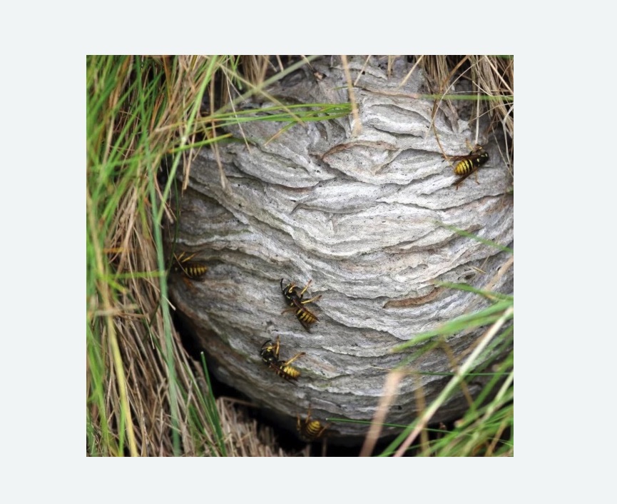 Уничтожение ос и ульев Уничтожение ос и ульев в Измайлово города Москвы